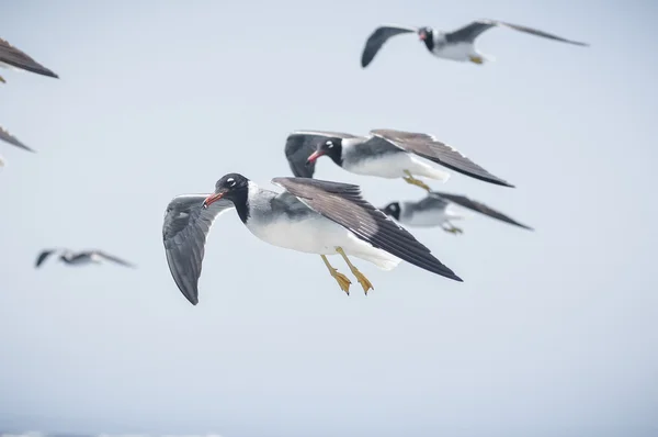 Meeuwen — Stockfoto