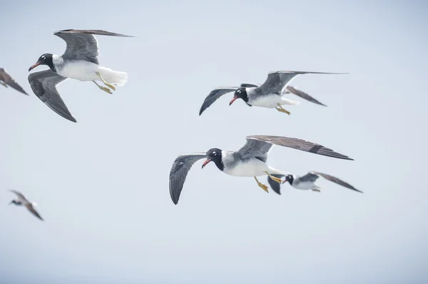 Gaviotas —  Fotos de Stock