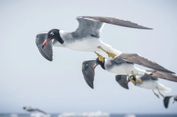 Gaviotas —  Fotos de Stock