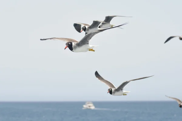 Gaviotas — Foto de Stock