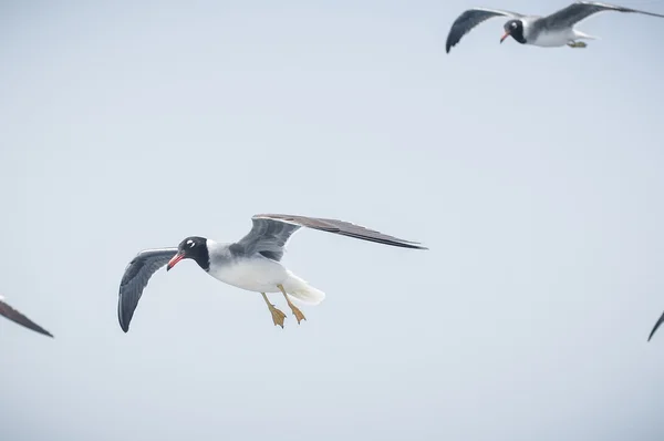 Meeuwen — Stockfoto