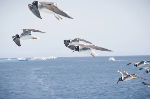 Gaviotas — Foto de Stock