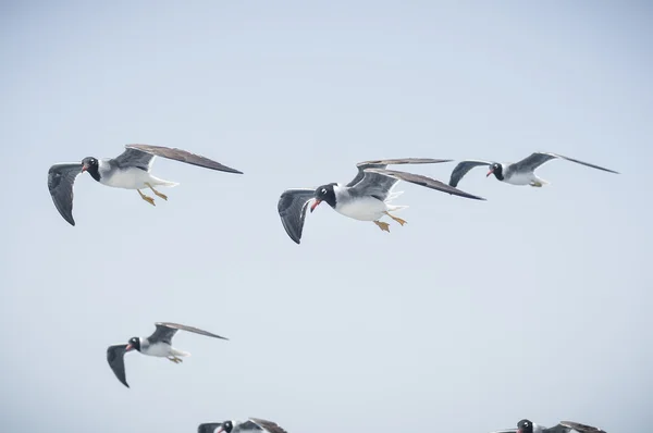 Meeuwen — Stockfoto