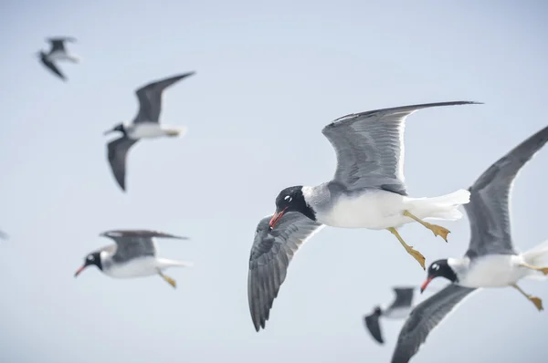 Gaviotas — Foto de Stock