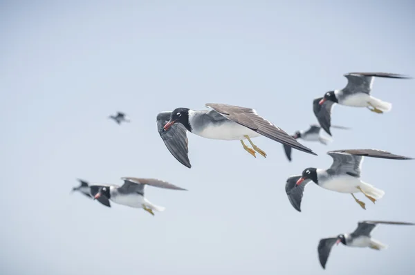 Gaviotas —  Fotos de Stock