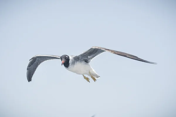 Gaviotas —  Fotos de Stock