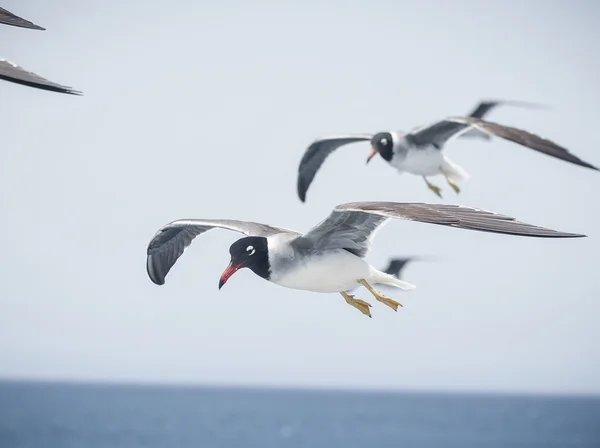 Fiskmåsar — Stockfoto