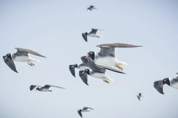 Fiskmåsar — Stockfoto