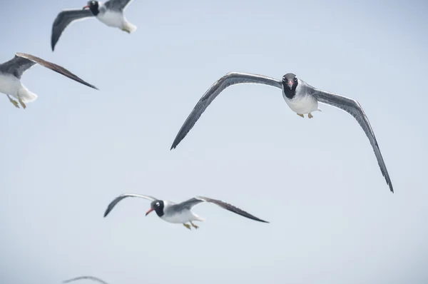 Gaviotas — Foto de Stock