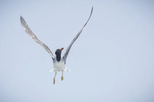 Gaviotas —  Fotos de Stock