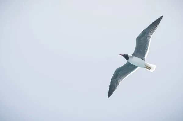 Gaviotas —  Fotos de Stock