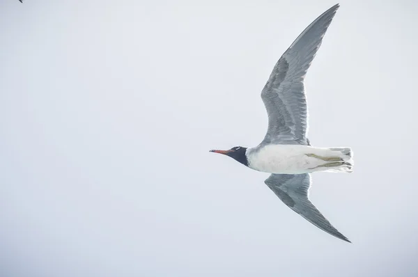 Gaviotas —  Fotos de Stock