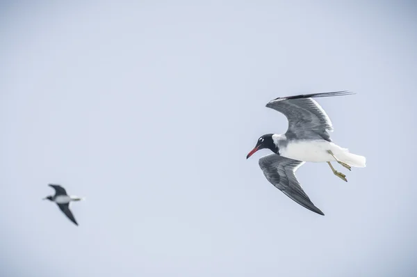 Fiskmåsar — Stockfoto