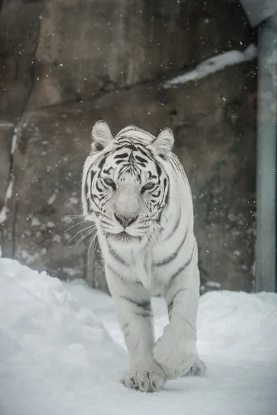 Tigre branco — Fotografia de Stock