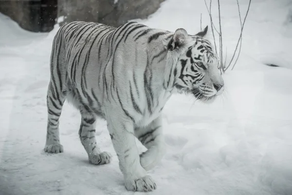 Tigre bianca — Foto Stock