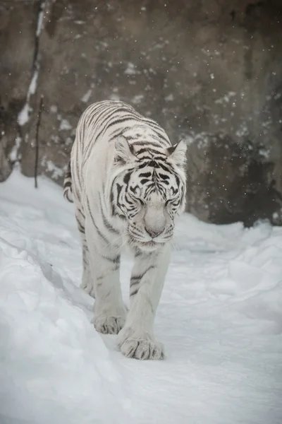 Tigre bianca — Foto Stock