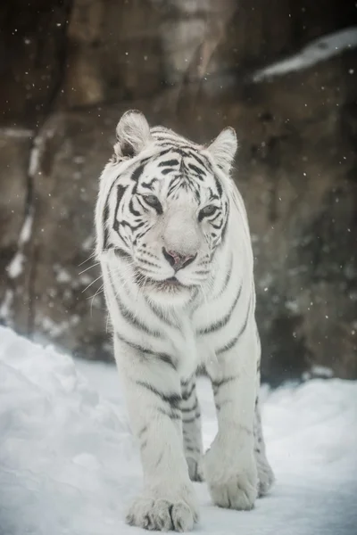 Tigre bianca — Foto Stock