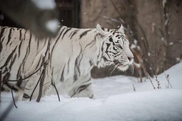 Witte tijger — Stockfoto