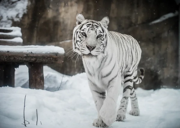 Tigre blanco — Foto de Stock