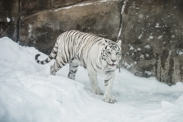 Tigre bianca — Foto Stock