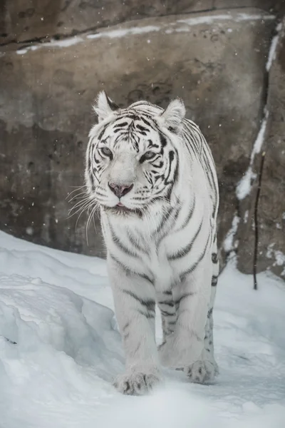 Tigre branco — Fotografia de Stock