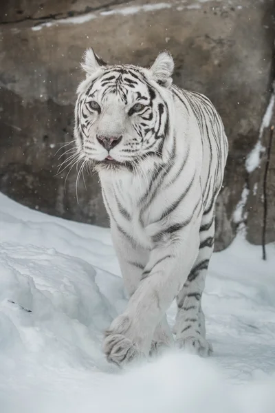 White tiger — Stock Photo, Image