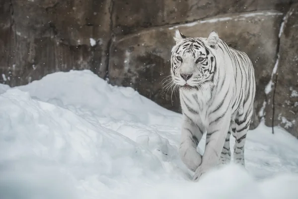 Tigre bianca — Foto Stock