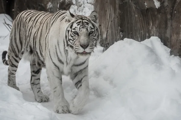 Tigre bianca — Foto Stock