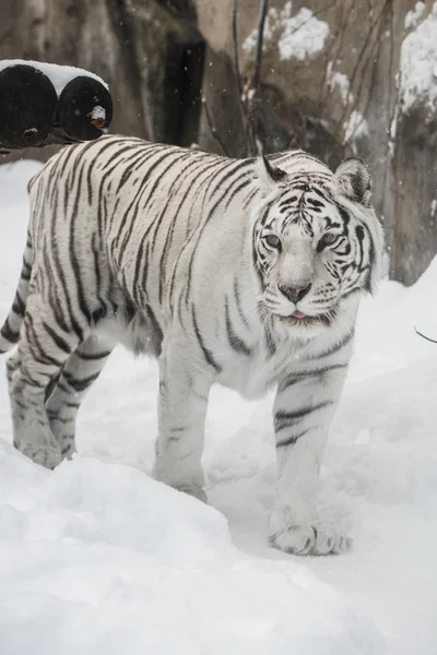 Tigre bianca — Foto Stock