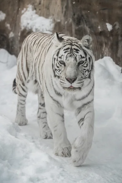 Tigre blanco —  Fotos de Stock