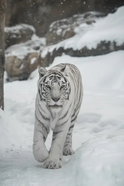 Fehér tigris — Stock Fotó