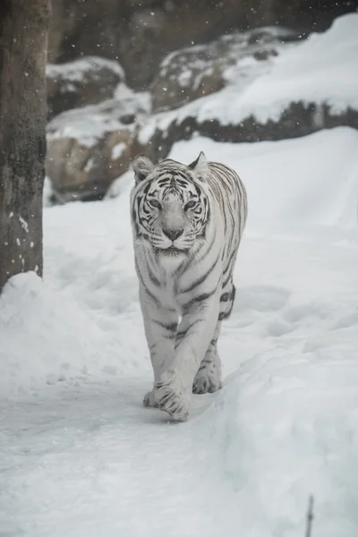 Vit tiger — Stockfoto