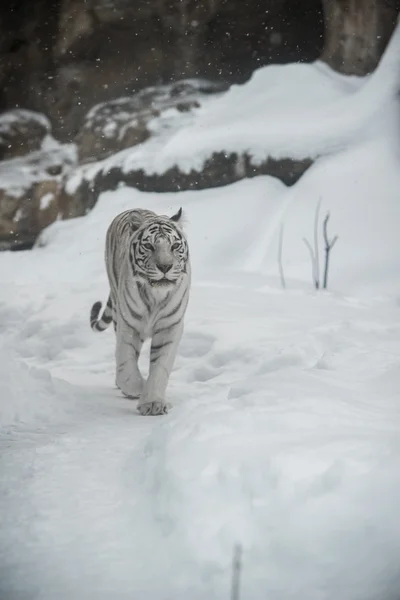 Tigre bianca — Foto Stock