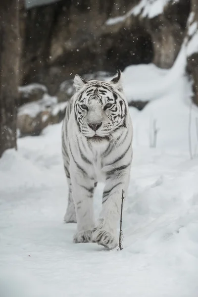 Fehér tigris — Stock Fotó