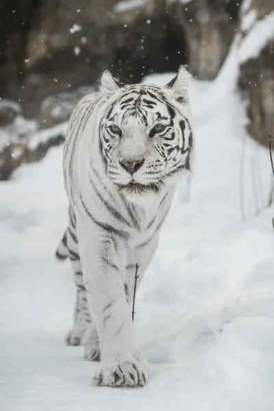 Weißer Tiger — Stockfoto