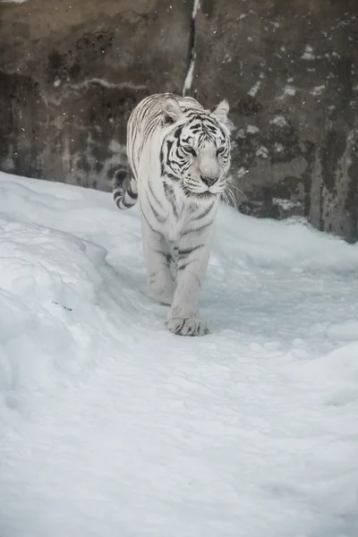 Tigre bianca — Foto Stock