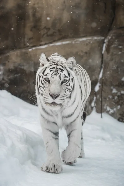 White Tiger — Stock Photo, Image