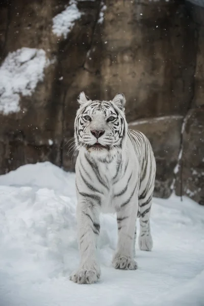 Tigre branco — Fotografia de Stock