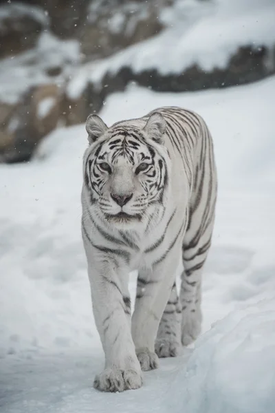 Vit tiger — Stockfoto