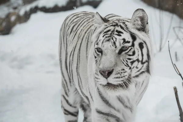 Tigre branco — Fotografia de Stock