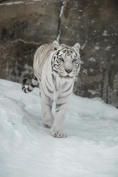 White Tiger — Stock Photo, Image