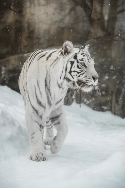 White Tiger — Stock Photo, Image