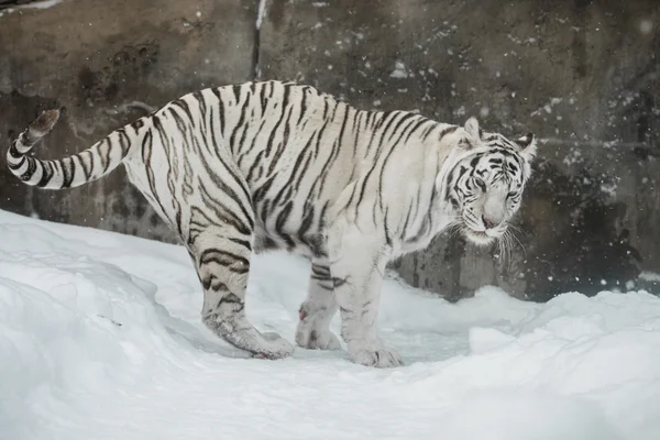 Witte tijger — Stockfoto