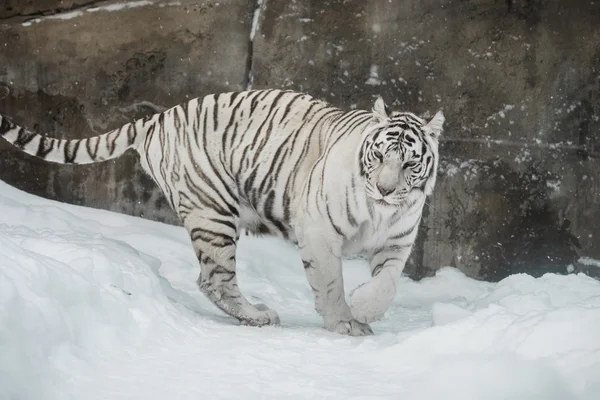 White Tiger — Stock Photo, Image