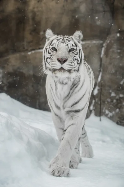 White Tiger — Stock Photo, Image