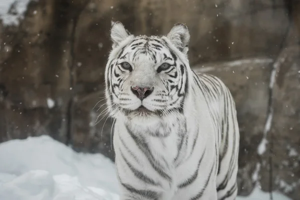 Άσπρη τίγρη — Φωτογραφία Αρχείου