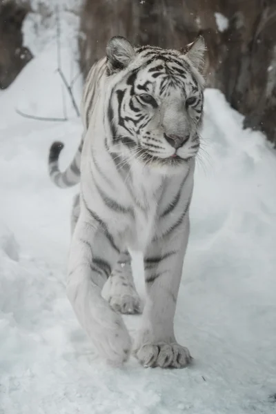 Tigre bianca — Foto Stock