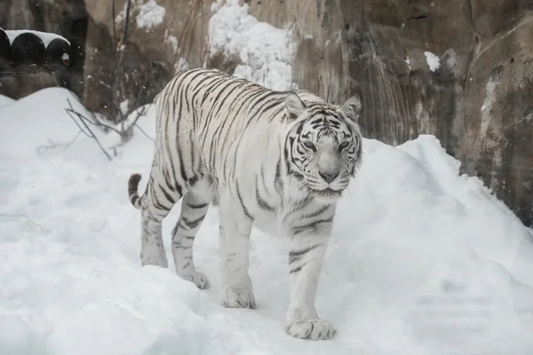 Vit tiger — Stockfoto