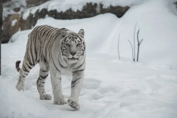 Vit tiger — Stockfoto