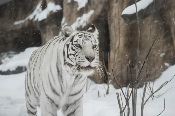 Tigre blanco — Foto de Stock